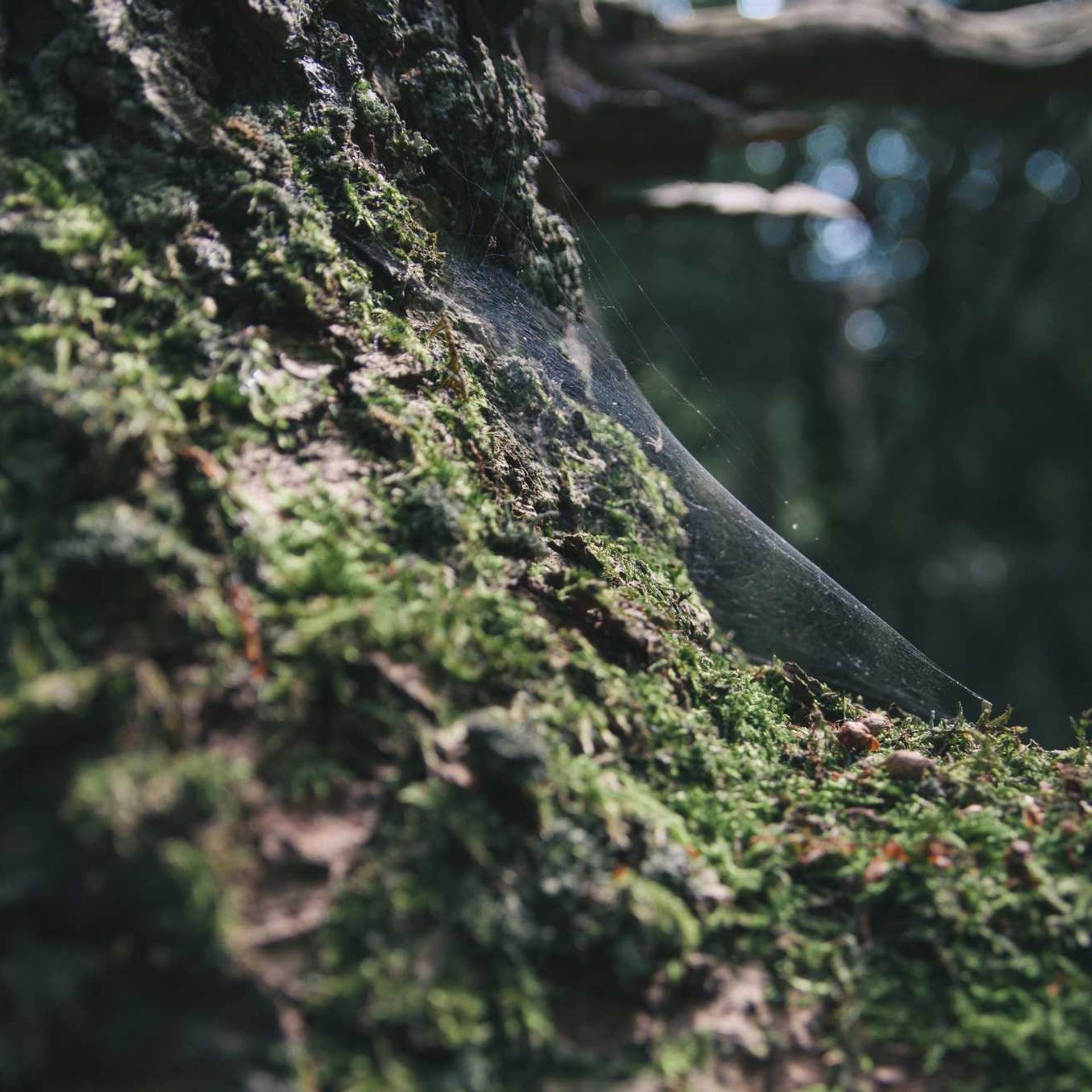 Veniam et minima maiores.